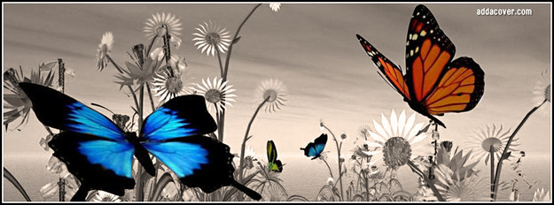 19360-butterflies.jpg