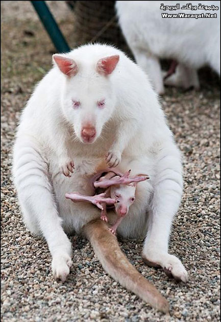 White-Kangaroo5.jpg