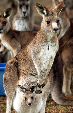 070514_austral_kangaroo_vlrg_8a.grid-4x2.jpg