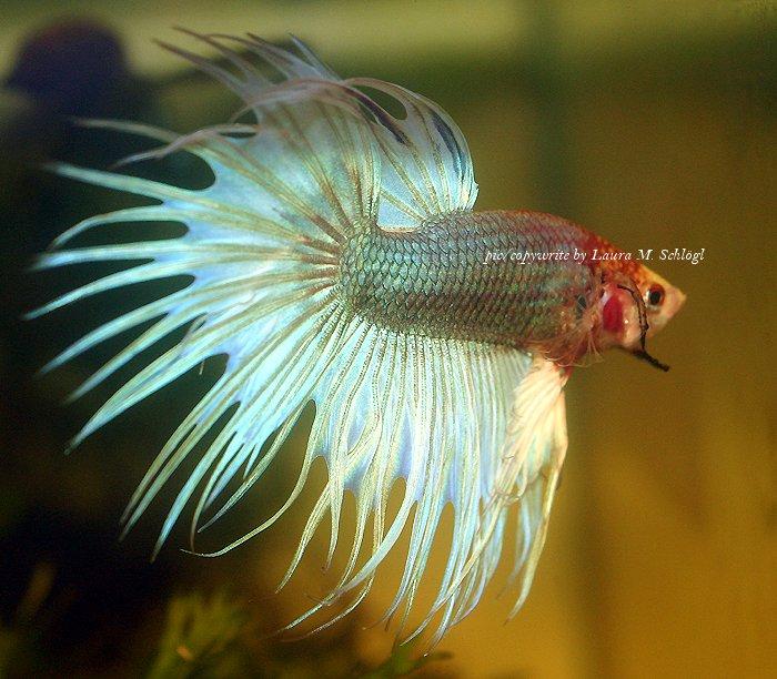 betta-fish-20.jpg