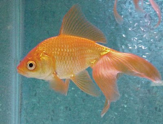 goldfish1.jpg