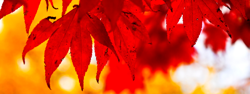 facebook-cover-autumn-fall.jpg