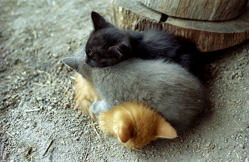 adorable-animal-animals-cat-cats-Favim.com-407164.jpg