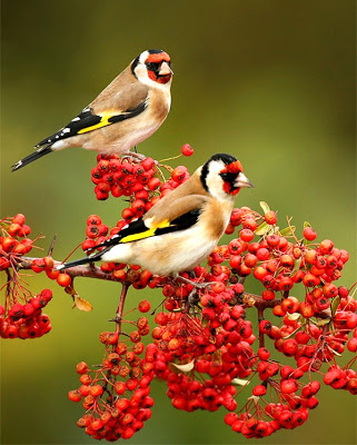 Beautiful-Birds4.jpg