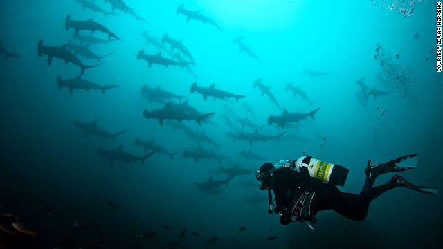 130731164609-sharks-undersea-hunter-costa-rica-horizontal-gallery.jpg
