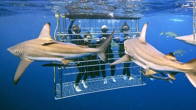 130731172545-sharks-cage-diving-kzn-horizontal-gallery.jpg