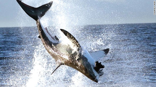 130731172103-sharks-asec-south-africa-horizontal-gallery.jpg