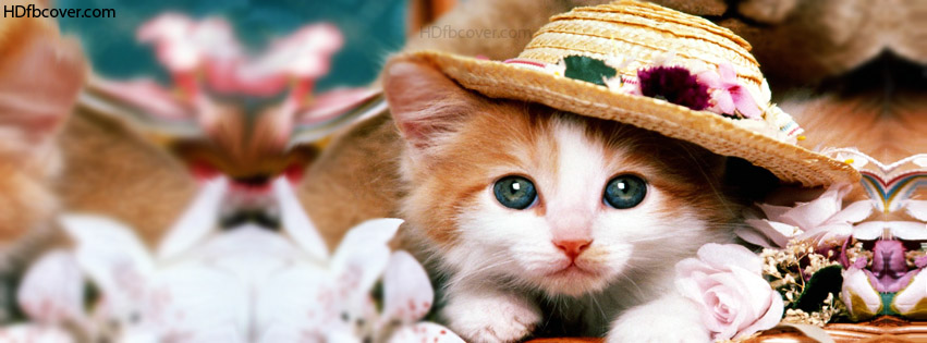 Cute-cat-facebook-cover.jpg