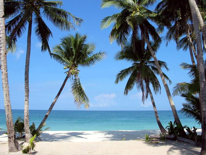 boracay_palm_trees11.jpg