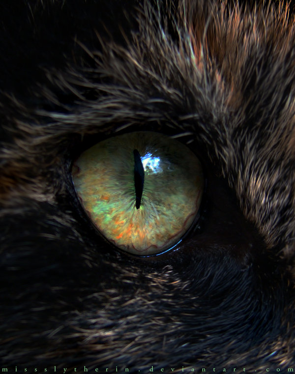 Dark_Cat_Eye_by_MissSlytherin.jpg