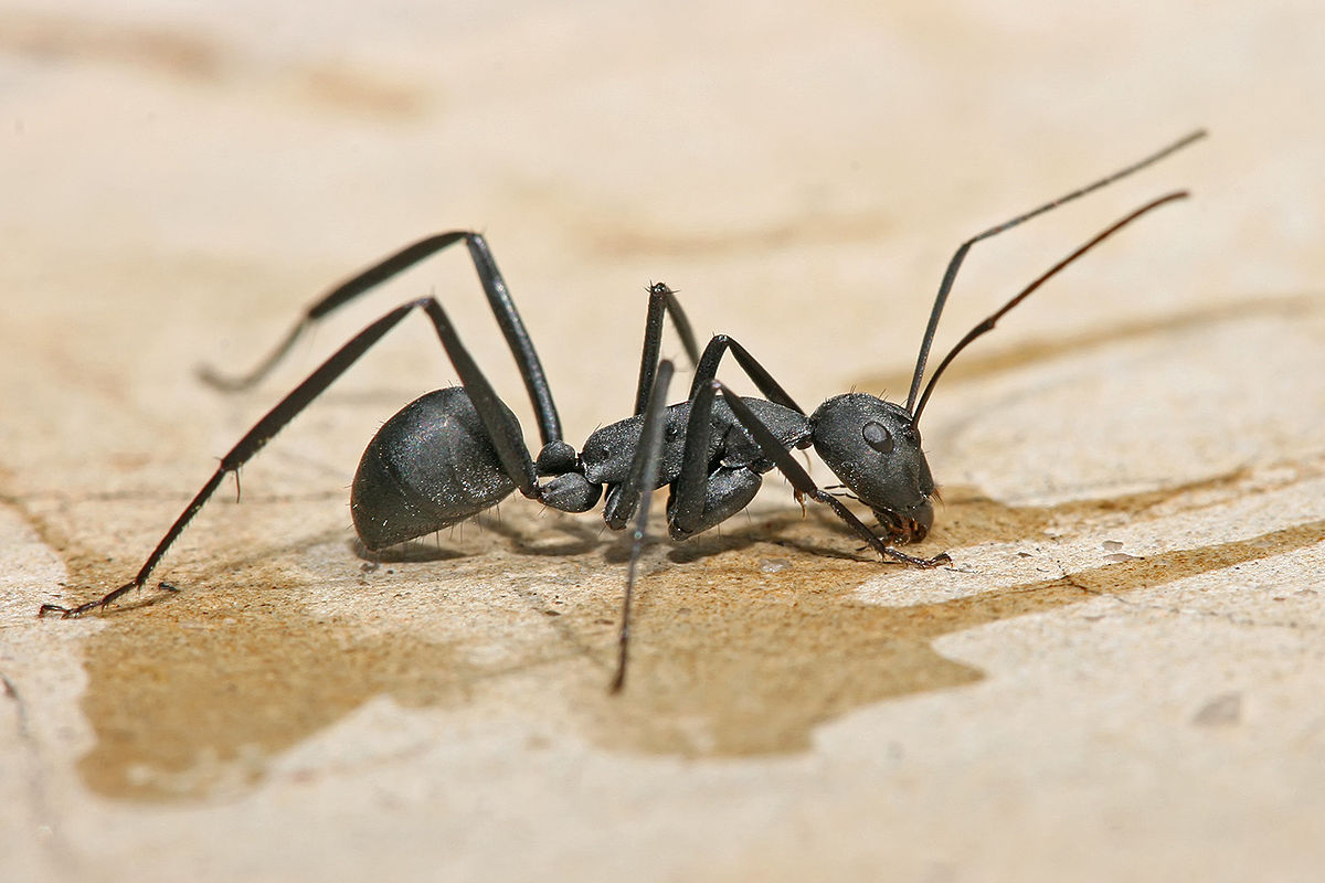 1200px-Carpenter_ant_Tanzania_crop.jpg