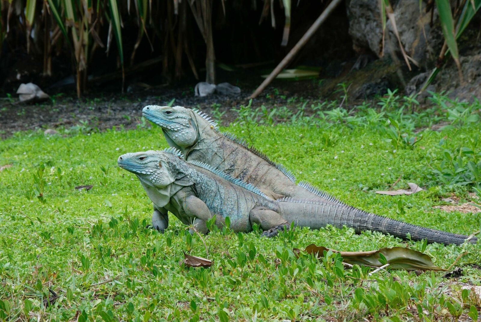 the-Blue-Iguana-is-a-species-of-lizard-endemic-to-the-island-of-Grand-Cayman.jpg