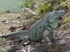 280px-Grand_Cayman_Blue_Iguana.jpg