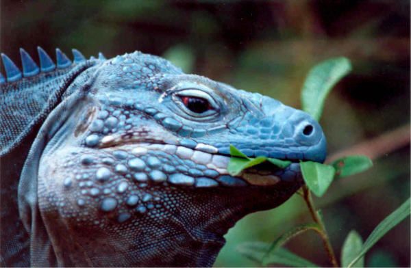 Cayman-Island-blue-iguana-in-habitat.jpg