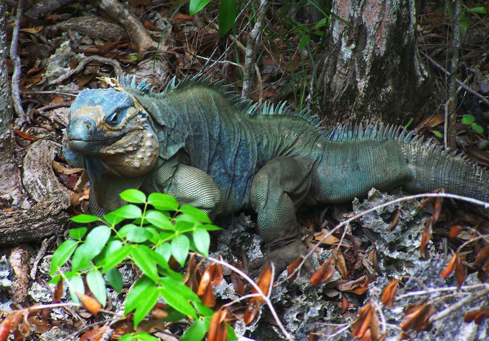 The-blue-iguana-is-one-of-the-longest-living-species-of-lizard.jpg