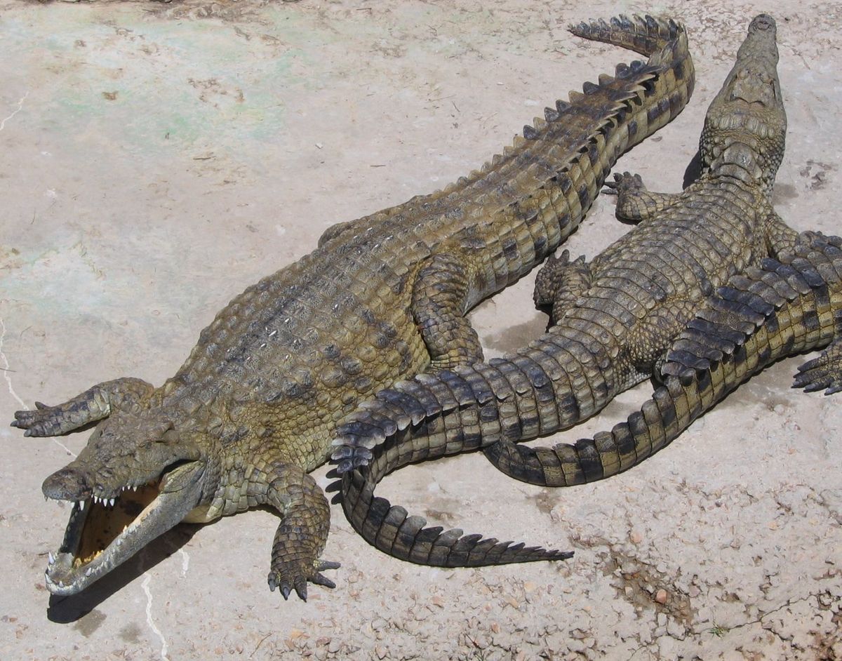 1200px-NileCrocodile.jpg