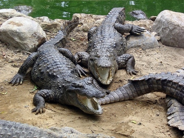 crocodile-facts_440_1_1517214925.jpg