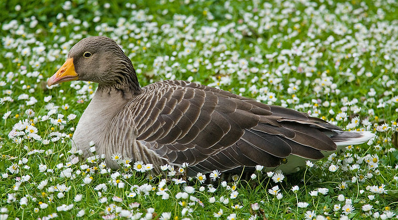 800px-Greylag_Goose_in_St_Jamess_Park_London_-_May_2006.jpg