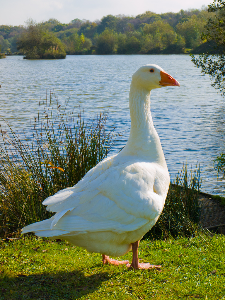 goose-nature.jpg
