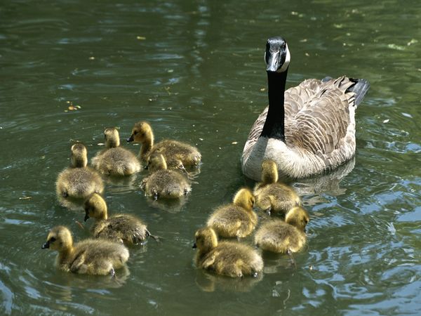 Nice-view-of-A-Canada-goose-watches-over-ten-fuzzy-babies-as-they-swim.jpg