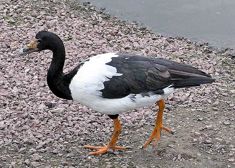 Magpie.goose.sideon.arp.750pix.jpg