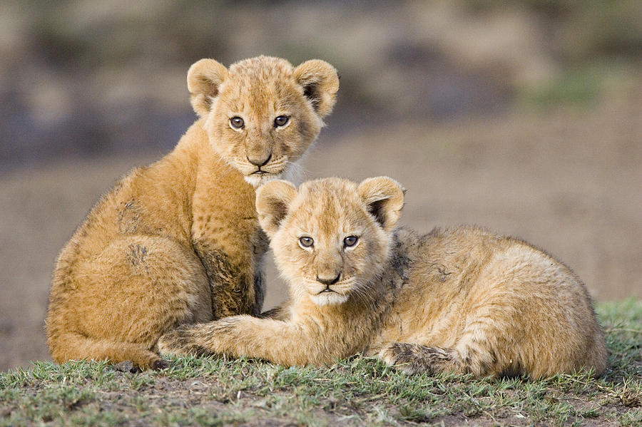 young-cubs-lion-images.jpg