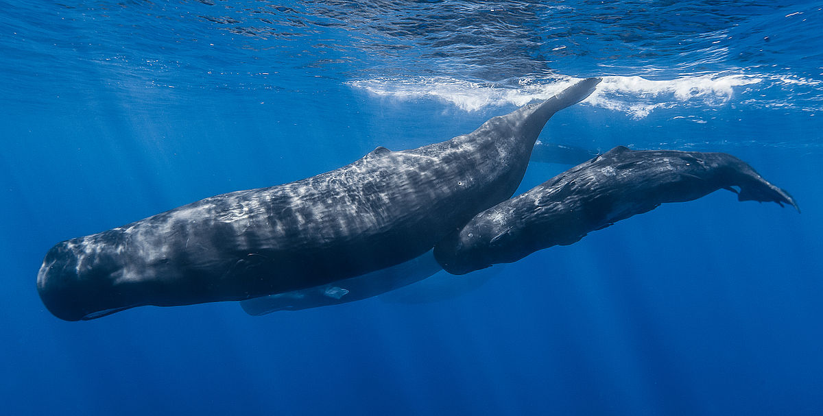 1200px-Sperm_whale_pod.jpg