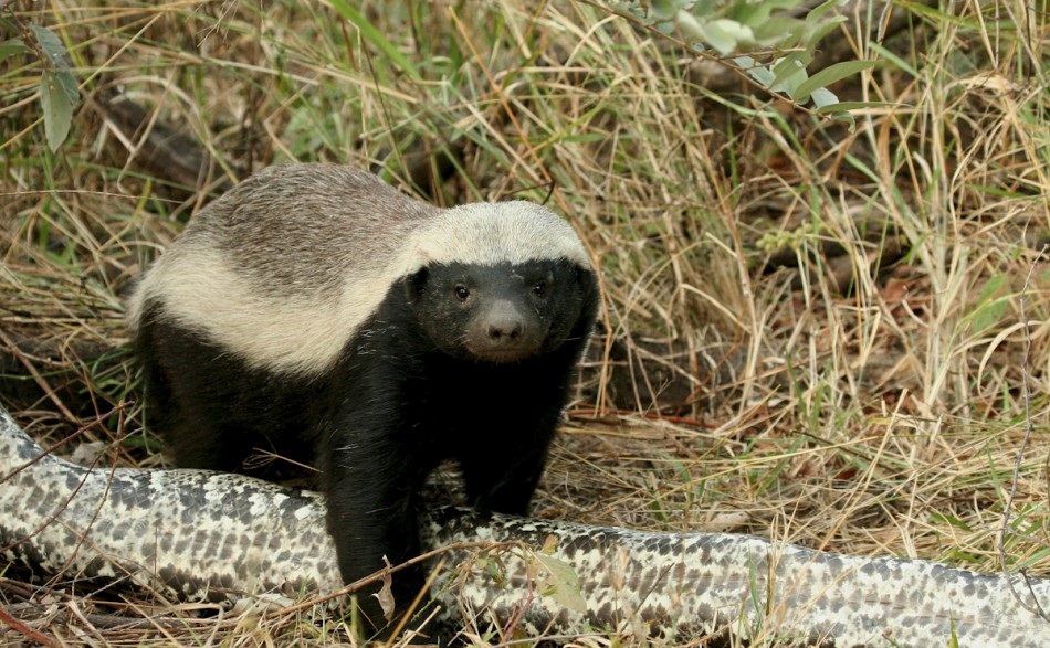 2.-honey-badger-with-python-950x689.jpg