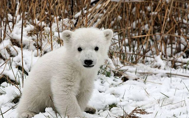 A-polar-bear-lives-in-the-cold-snowy-Arctic-lands.-They-are-the-largest-land-carnivores..jpg