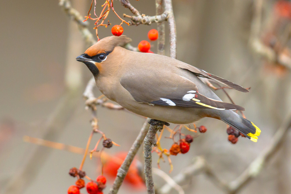 Bohemian-waxwing.jpg