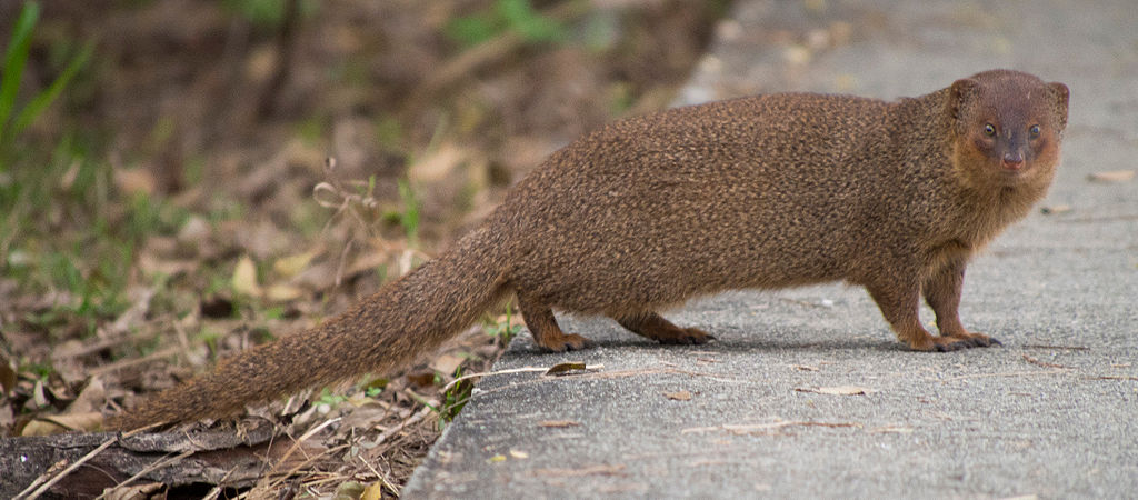 Small_asian_mongoose.jpg