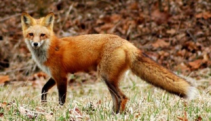 133-002051-red-fox-animal-endangered-ethiopia_700x400.jpg