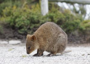 300px-Quokka_at_rottnest_%28cropped%29.jpg