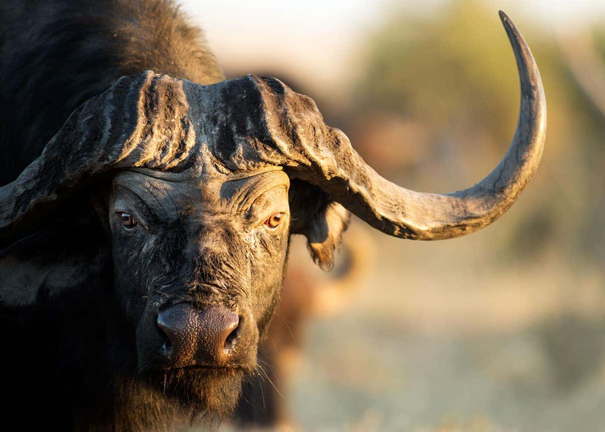 cape-buffalo-facts.jpg