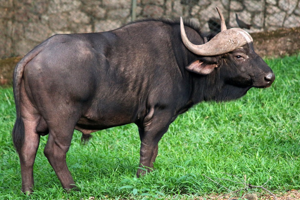 difference-between-buffalo-and-bison_1.jpg