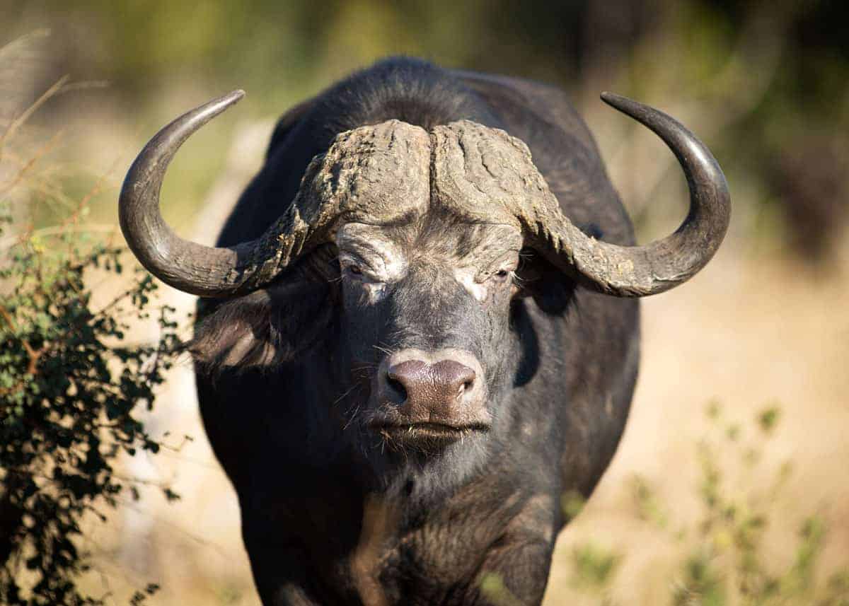 african-cape-buffalo.jpg