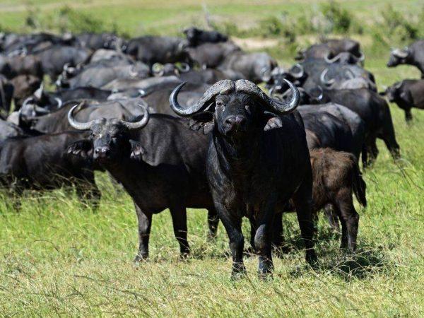 afrikanskij-bujvol-600x450.jpg