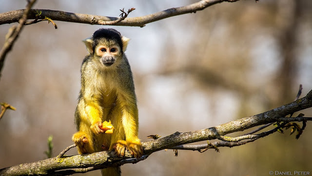 Black-capped+Squirrel+Monkey.jpg