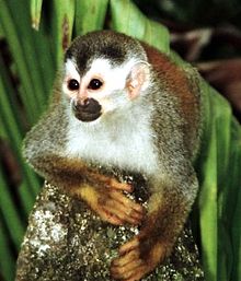 220px-Squirrel_monkey1-cropped.jpg