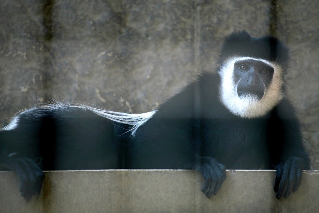 Mantled+Guereza+%282%29.jpg