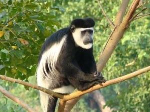 Colobus.jpg
