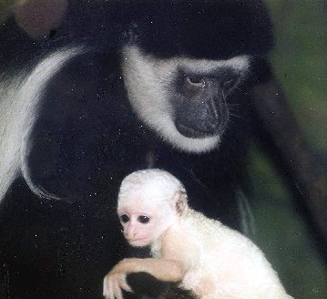 colobusandbabytwo.jpg