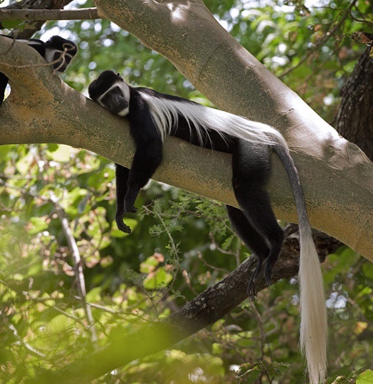 760_Black-and-white-Colobus_Colobus-guereza_Omo-National-park-Ethiopia_20110105_1_600.jpg