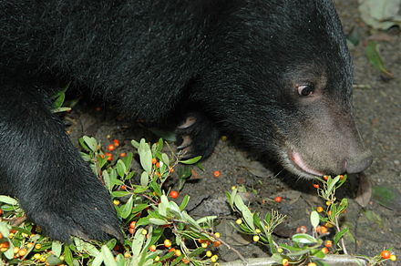 440px-19-Formosan_Black_Bear.jpg
