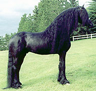 Friesian-stallion.jpg