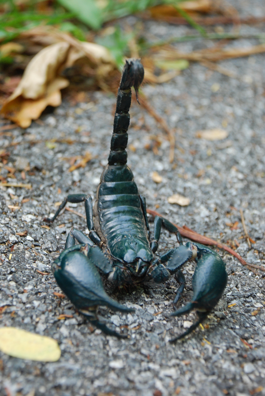 Asian_forest_scorpion_in_Khao_Yai_National_Park.jpg