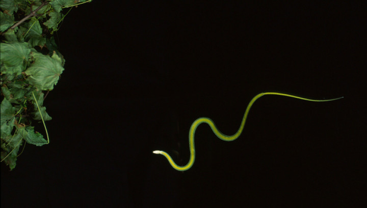flying-snake-chrysopelea-at-night1793036943.jpg