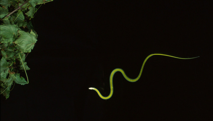 flying-snake-chrysopelea-at-night1793036943.jpg