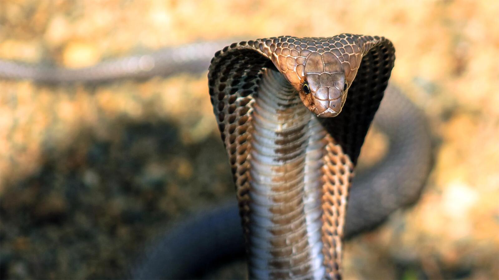 223141-king-cobra-hood.ngsversion.1434576232989.adapt_.1900.1.jpg