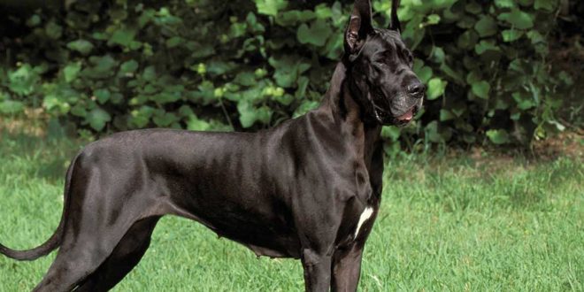 great-dane-card-small-660x330.jpg